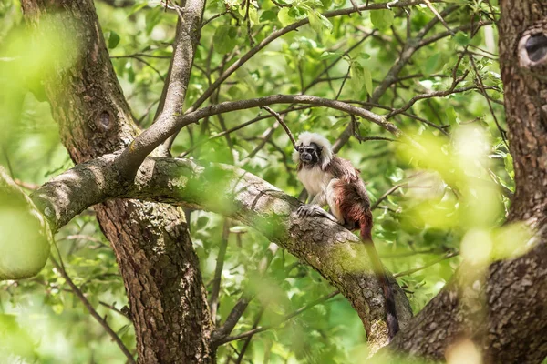 Saguinus Oedipus Tamarin Pinscher Mała Urocza Małpka Zielonym Drzewie — Zdjęcie stockowe