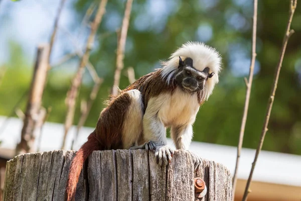 Saguinus Edípo Tamarin Pinscher Pequeño Mono Lindo Está Árbol Verde —  Fotos de Stock