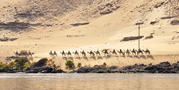 Camel caravan walking along riverside — Stock Photo, Image