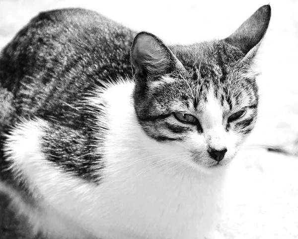 Close-up of big domestic cat looking away — Stock Photo, Image