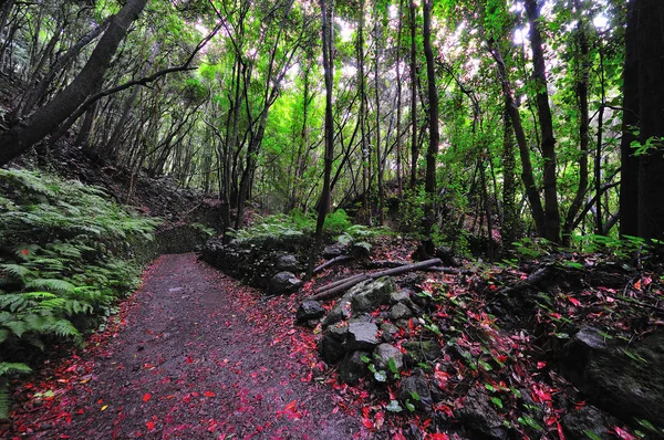 Adanın palmiye İspanya