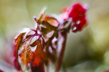 Bokeh vahşi bitkiler ile