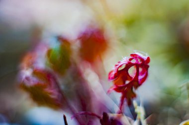 Bokeh vahşi bitkiler ile