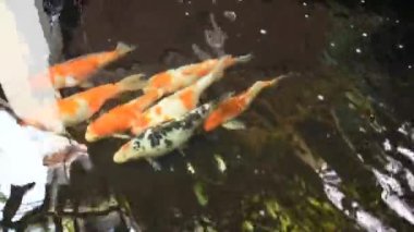 Evdeki çimento gölünde koi balığı.