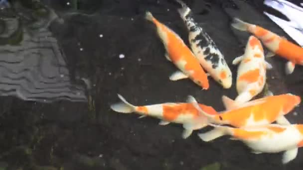 Poisson koï dans l'étang de ciment de la maison .