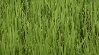 Tayland 'da çeltik tarlası veya pirinç tarlası.