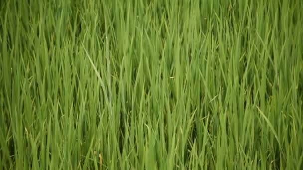 泰国的稻田或稻田 — 图库视频影像