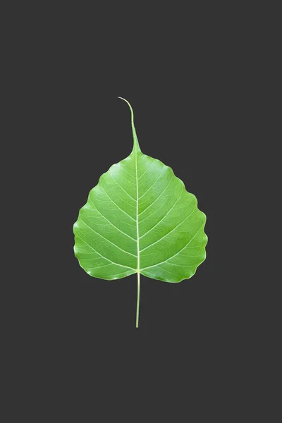 Vereinzelter Ficus Religiosa Oder Heiliges Feigenblatt Mit Schnittpfaden — Stockfoto