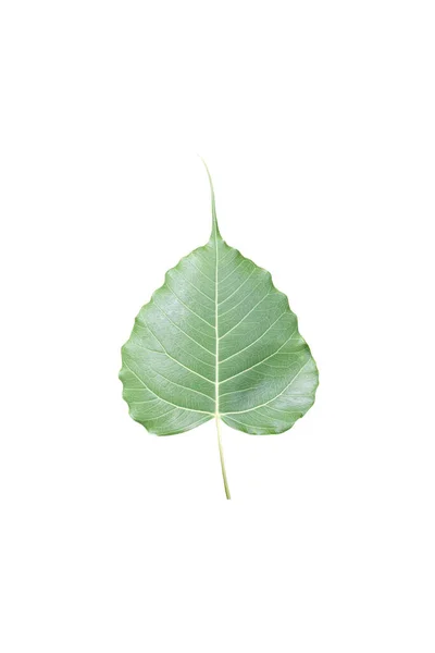 Vereinzelter Ficus Religiosa Oder Heiliges Feigenblatt Mit Schnittpfaden — Stockfoto