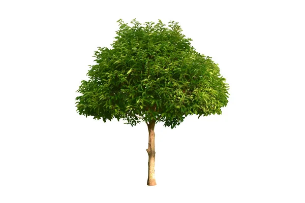 Vereinzelter Ficus Altissima Oder Der Konziliarbaum Mit Schnittpfaden — Stockfoto