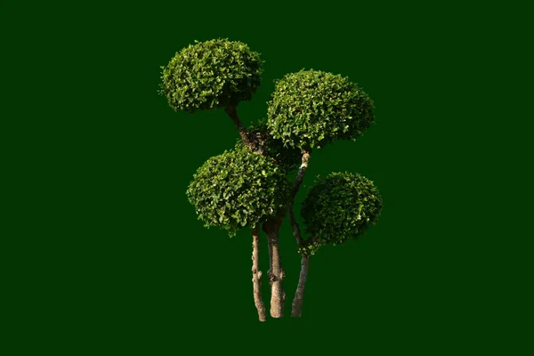 Isolierter Streblus Asper Siamesischer Rauer Strauch Oder Zahnbürstenbaum Mit Schneidewegen — Stockfoto