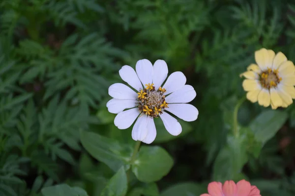 Zinnia Fleurs Sur Feuilles Vertes — Photo