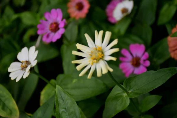 Zinnia Květiny Zelenými Listy — Stock fotografie
