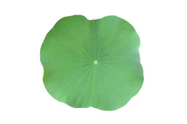 Kesme yolları olan tek bir nilüfer yaprağı..