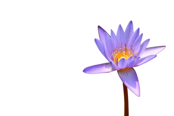 Vereinzelte Einzelne Lotusblume Mit Schnittpfaden — Stockfoto