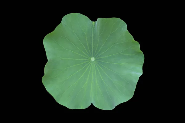 Geïsoleerd Enkel Lotusblad Met Knippaden — Stockfoto