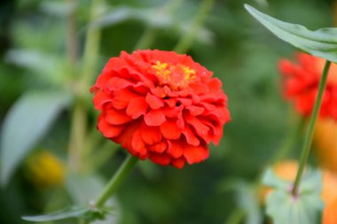 Yeşil arkaplanlı çingene çiçekleri