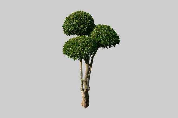 Arbusto Áspero Siamês Isolado Com Caminhos Recorte — Fotografia de Stock