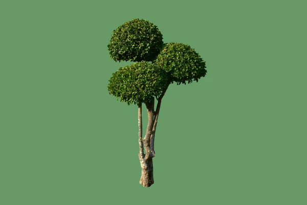 Isolated Siamese Rough Bush Clipping Paths — Stock Photo, Image
