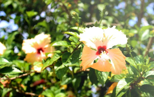 Цветы Гибискуса Цветущие Естественном Фоне — стоковое фото
