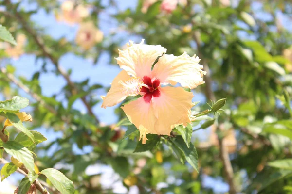 Hibiskus Kwiaty Kwitnące Naturalnym Tle — Zdjęcie stockowe