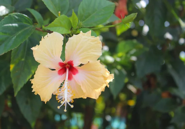 自然に咲くハイビスカスの花 — ストック写真