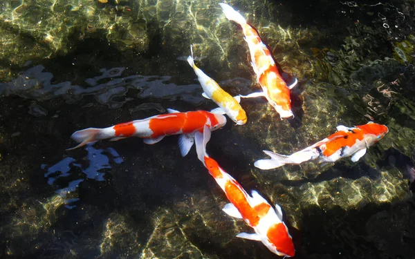 Group Koi Fish Cement Pond — Stock Photo, Image
