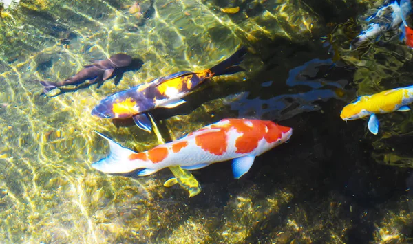 Grupo Peixes Koi Uma Lagoa Cimento — Fotografia de Stock