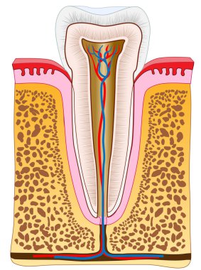 Sağlıklı azı dişi anatomisi. Diş eti, damar ve kemik ile tek dişin kesiti. Sağlıklı insan dişinin içinde. Vektör diş 2d illüstrasyon. 