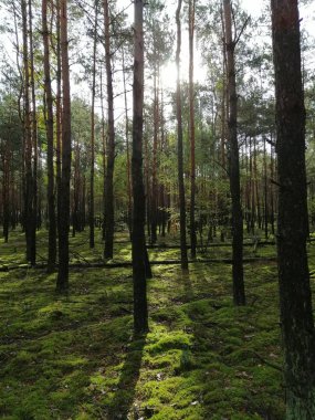 Yüksek ağaçlar ve yerde yeşil yoğun yosunlar olan bir çam ormanında güneşli bir yaz.