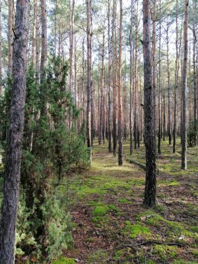 Yüksek ağaçlar ve yerde yeşil yoğun yosunlar olan bir çam ormanında güneşli bir yaz.