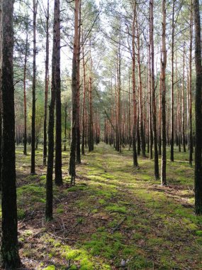 Yüksek ağaçlar ve yerde yeşil yoğun yosunlar olan bir çam ormanında güneşli bir yaz.