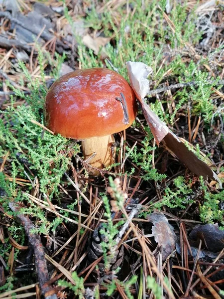 荷花蘑菇 头戴褐色帽子 腿白色 绿色苔藓 — 图库照片