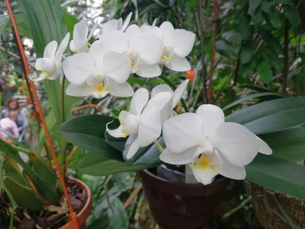 Orchid plant flower potted botanical garden with white