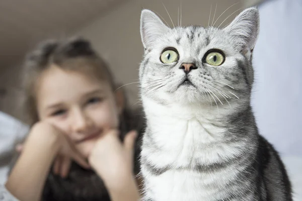 Mädchen spielt mit einer britischen Katze lizenzfreie Stockbilder