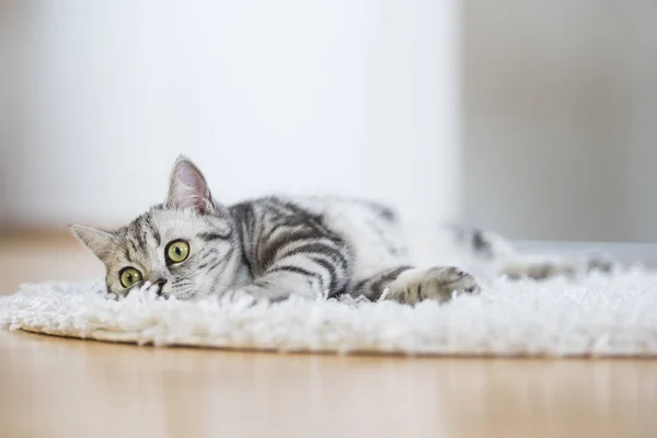 毛皮の敷物の上に横たわるイギリスの短い髪の猫 ストックフォト