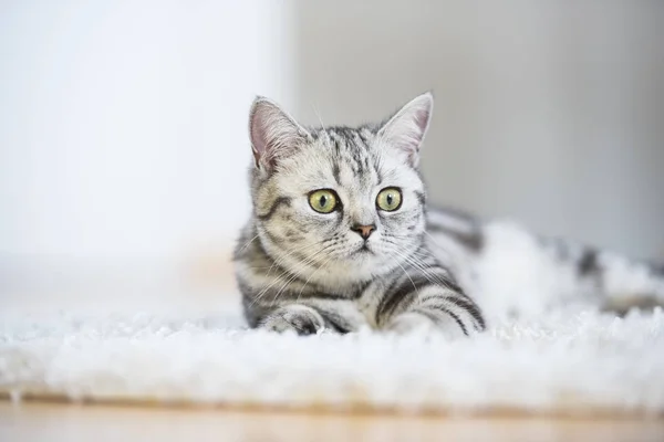 Británico pelo corto gato acostado en piel alfombra Imagen De Stock