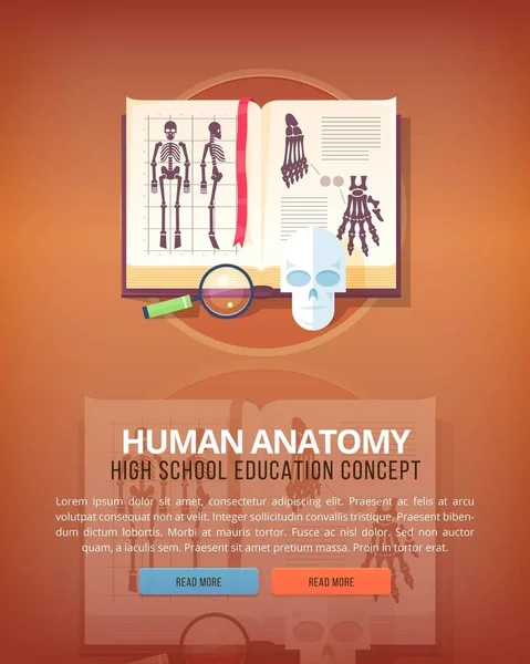 人体解剖学教育和科学的垂直布局概念。平面现代风格. — 图库矢量图片