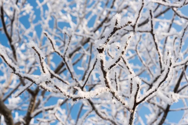 Trädgrenar täckta med snö mot en blå himmel — Stockfoto