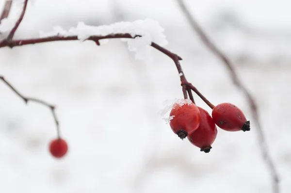 Červený Šípek bobule pokryté sněhem v chladné zimní den — Stock fotografie