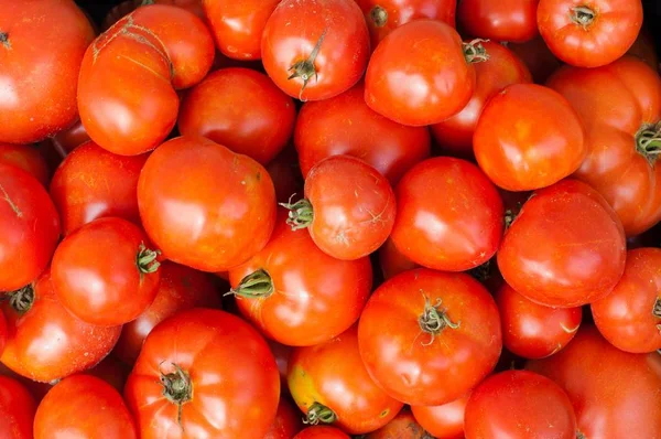 Fondo con tomates rojos frescos, maduros —  Fotos de Stock