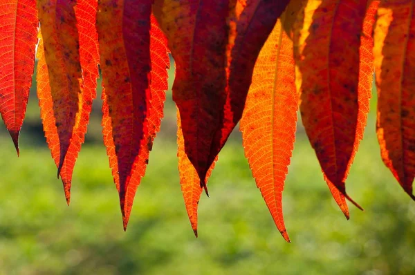 Detalle Las Hojas Rojas Otoño Retroiluminadas Día Soleado — Foto de Stock