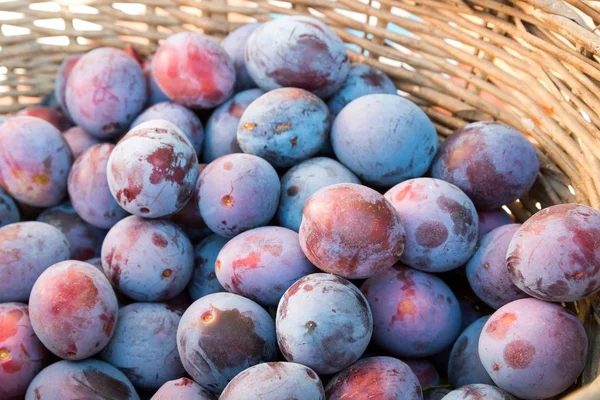 Fresh ripe plums background — Stock Photo, Image