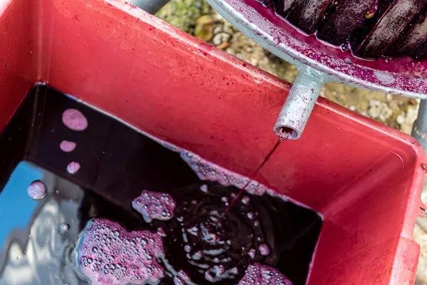 Wooden wine press with red must for pressing grapes