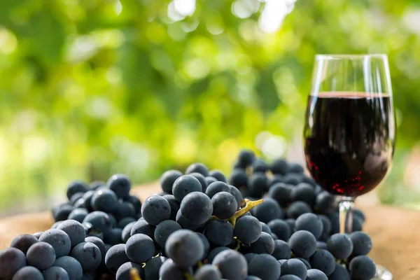 Copa de vino tinto y racimo de uvas sobre fondo natural verde borroso — Foto de Stock