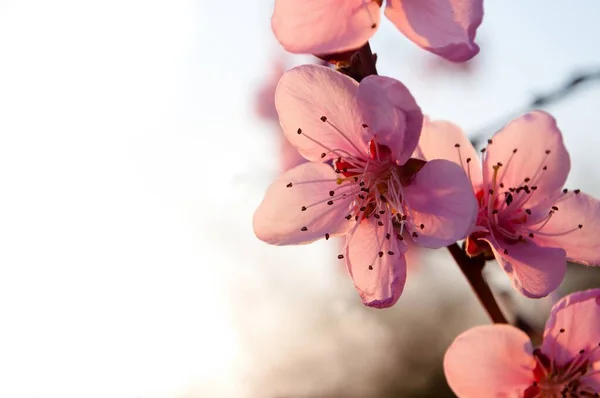 Lkbaharda Kayısı Ağacının Dalına Pembe Çiçekler Iliştirilmiş Sol Tarafta Boşluk — Stok fotoğraf