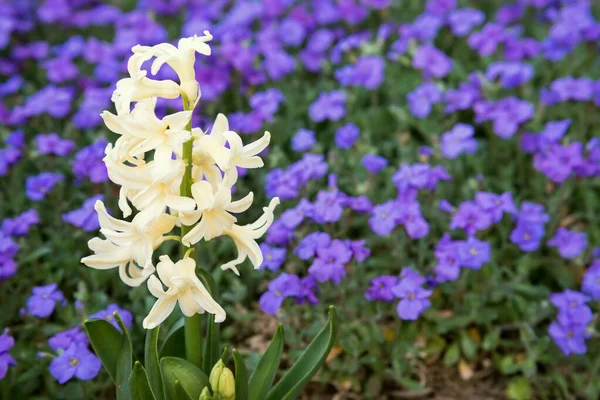 Dettaglio Ravvicinato Bellissimo Giacinto Giallo Hyacinthus Orientalis Fiorito Aiuola Primavera — Foto Stock