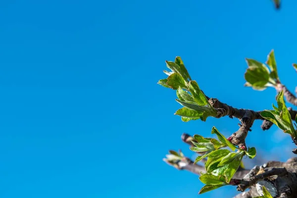 在果树林的蓝天下 长着幼叶的苹果枝条 特写镜头 有选择地聚焦 — 图库照片