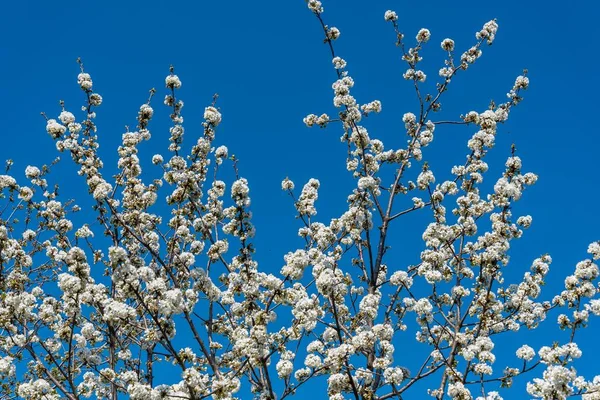 Wiśniowe Gałęzie Białymi Kwiatami Czasie Wiosennym Przeciwko Błękitnemu Niebu Tło — Zdjęcie stockowe