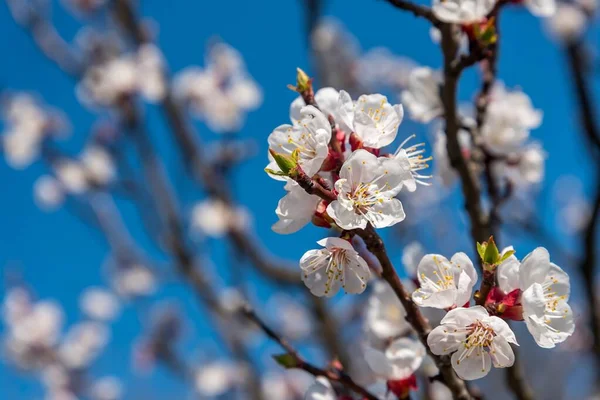 Zweig Des Aprikosenbaums Mit Weißen Blüten Frühling Unscharfer Natürlicher Hintergrund — Stockfoto